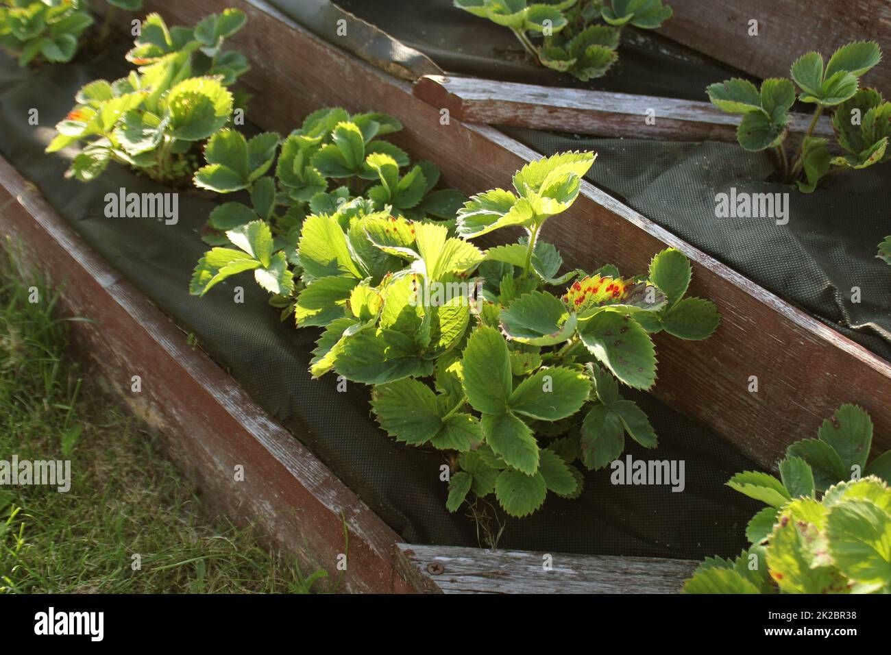 Erdbeeren wächst in angehobener Garten Bett. Pyramide angehoben Garten Stockfoto