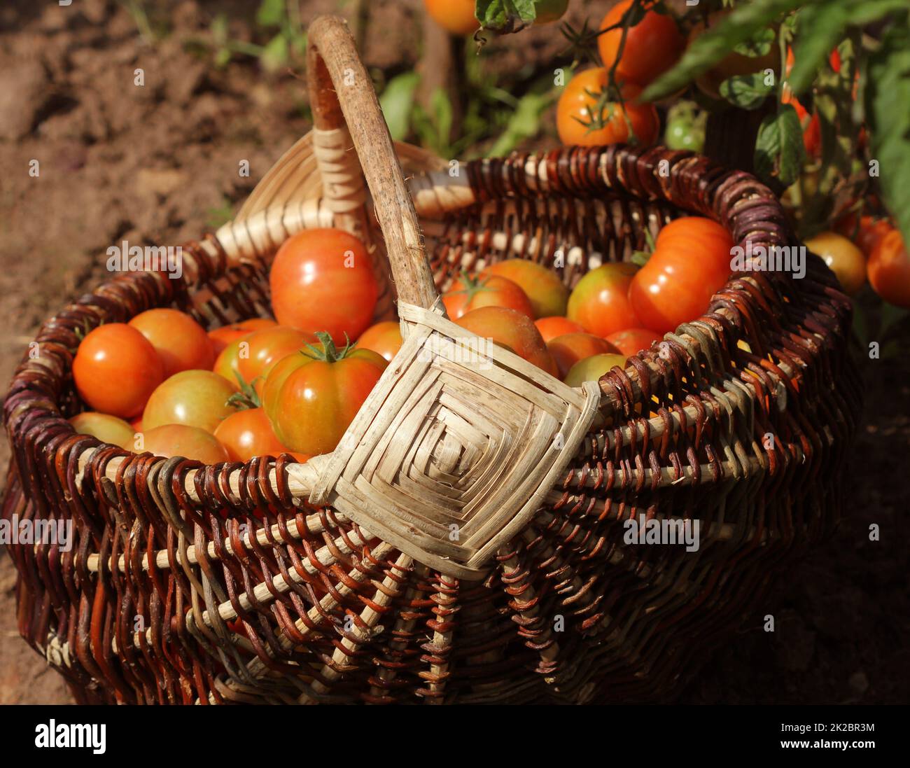 Heirloom Tomaten in Körben in Garten. Ernte Gemüse kochen Konzeption Stockfoto
