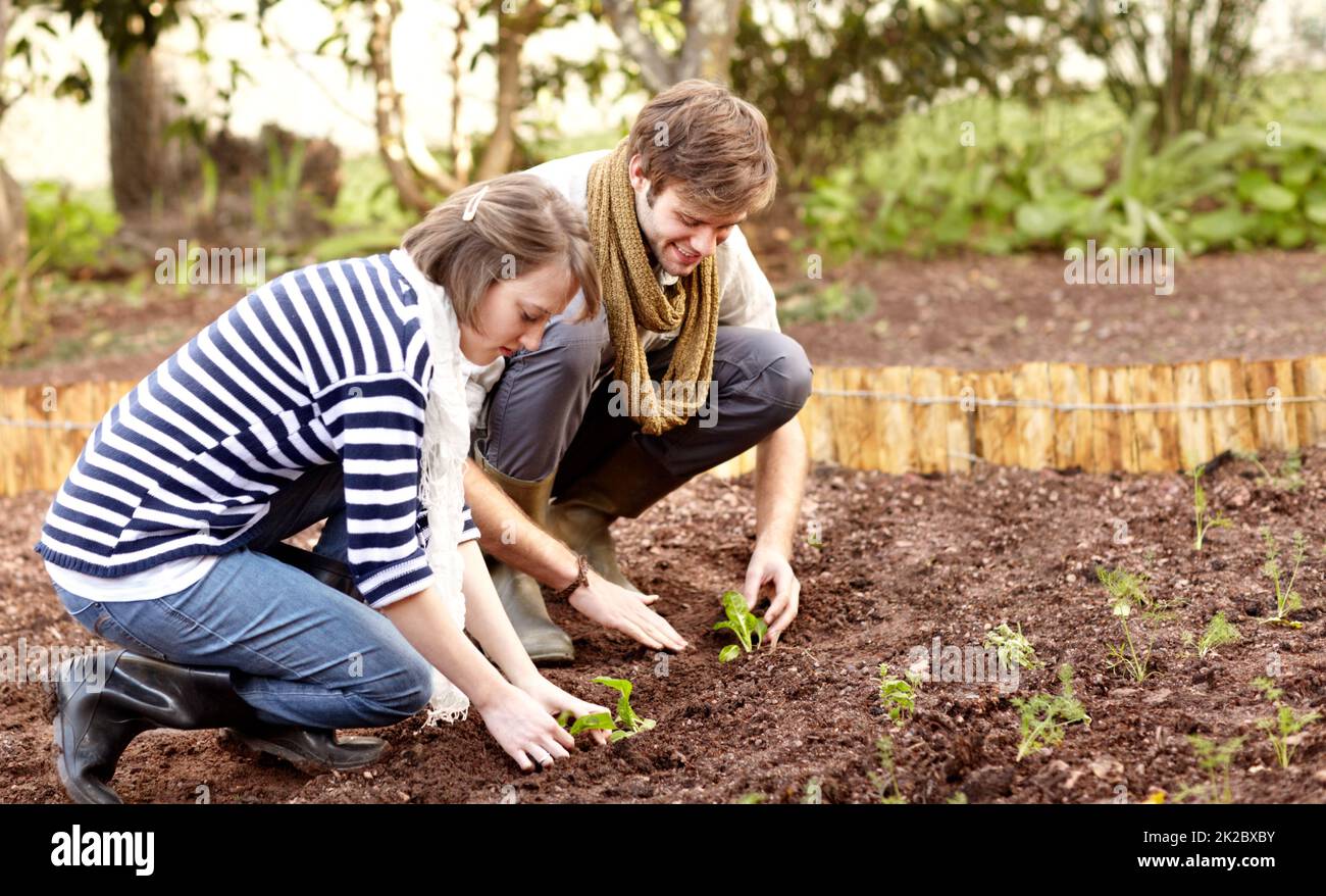 Pflanzen ihrer eigenen Produkte. Aufnahme eines jungen Paares, das gemeinsam Setzlinge in ihrem Gemüsegarten pflanzt. Stockfoto