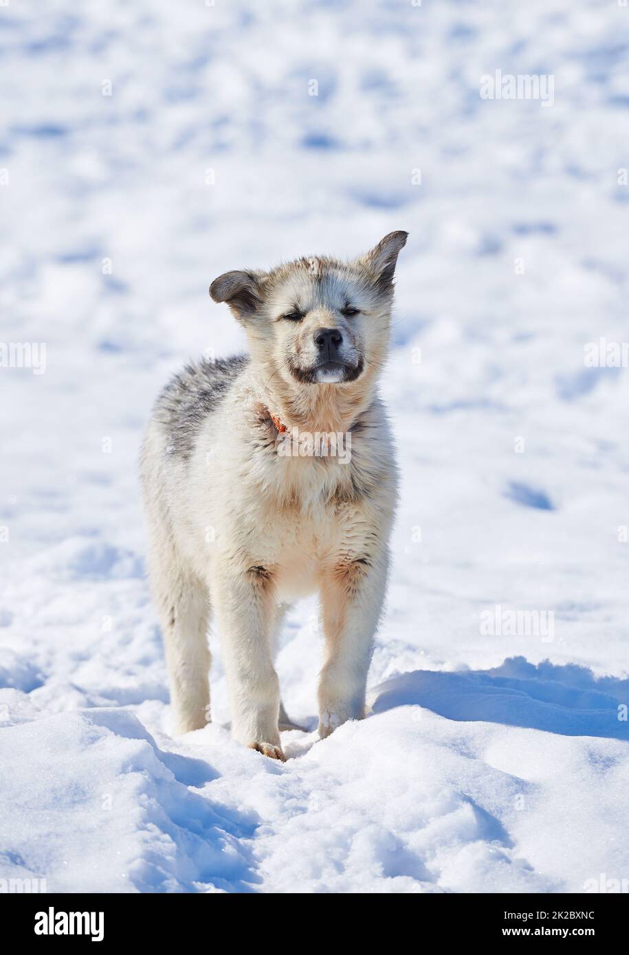 Schlittenhunde in der Stadt Ilulissat - Grönland. Schlittenhund - 7000 Schlittenhunde in der Stadt Ilulissat, in einer Stadt mit 4500 Einwohnern, Grönland, Dänemark. Der Monat Mai. Stockfoto