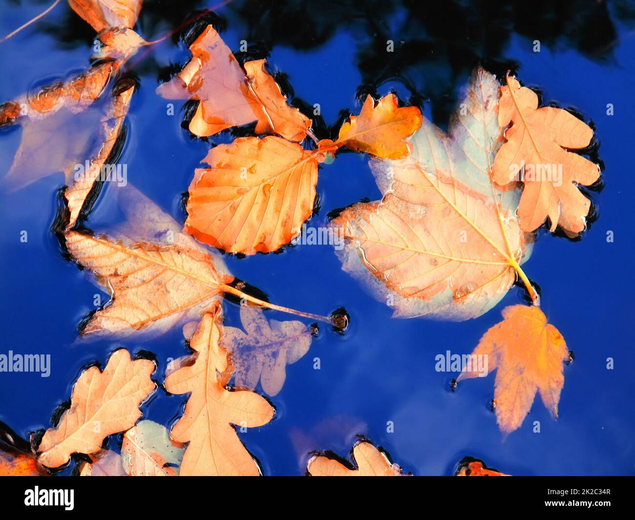 Herbstlaub. Herbstblatt und blauer See. Stockfoto