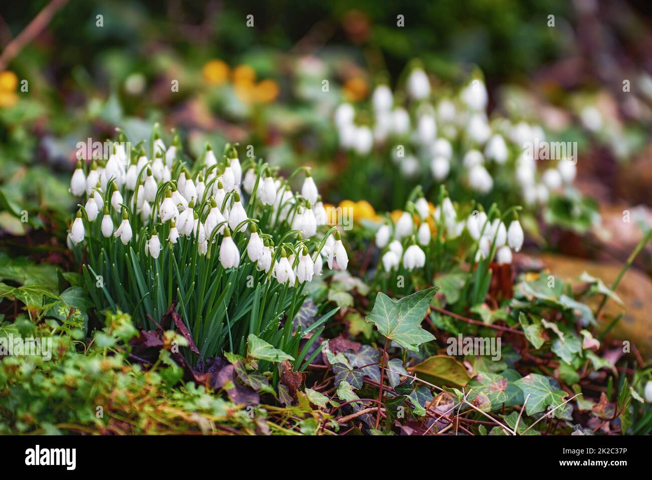 Galanthus nivalis wurde 1753 von dem schwedischen Botaniker Carl Linnaeus in seiner Art Plantarum beschrieben, und angesichts der spezifischen Epithet nivalis bedeutet dies verschneit (Galanthus bedeutet mit milchweißen Blüten). Dieser schmalblättrige Schneetropfen mit seinem zarten weißen h Stockfoto