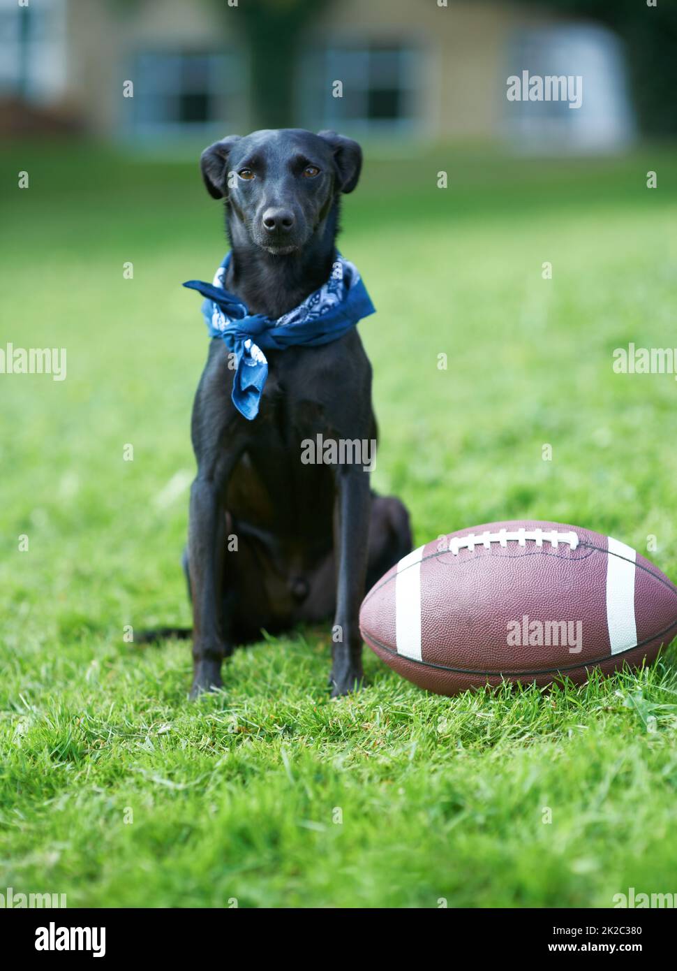 Wiedergabezeit. Ein schwarzer Hund sitzt in einem Garten mit einem Ball neben ihm. Stockfoto