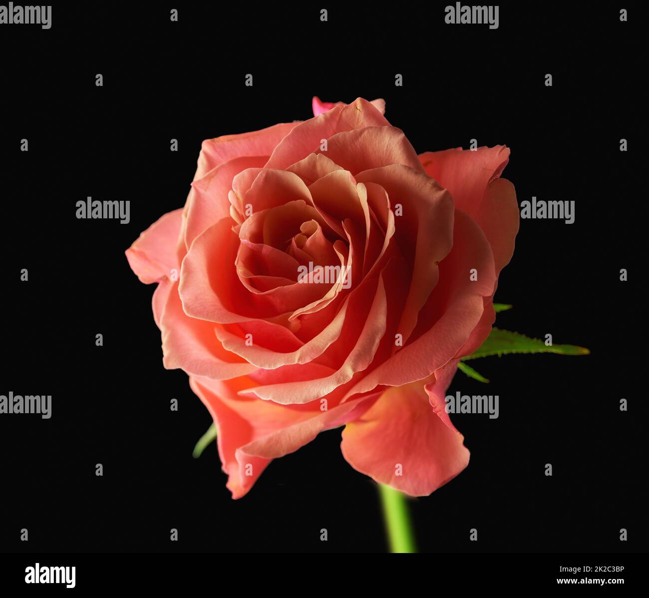 Die Rose. Eine schöne rote Rose Knospe auf schwarzem Hintergrund. Stockfoto