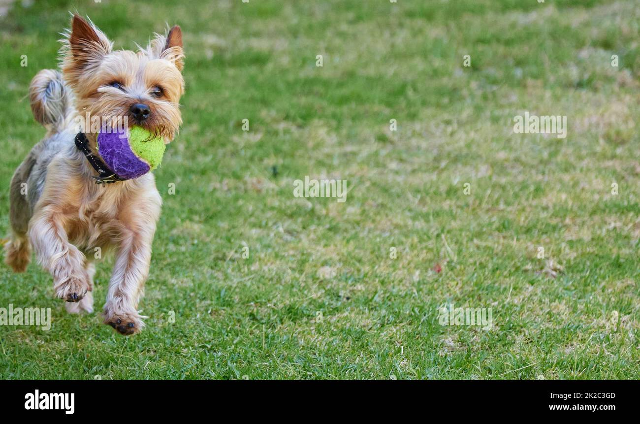 Das ist schnell. Ganzkörperaufnahme eines Yorkshire Terrier, der tagsüber draußen im Garten fetch spielt. Stockfoto