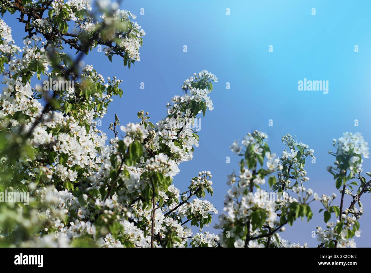 Foto der schönen Pflaumenbaum blühen auf blauen Himmel. Abstrakte natürlichen Hintergrund im Frühling Stockfoto