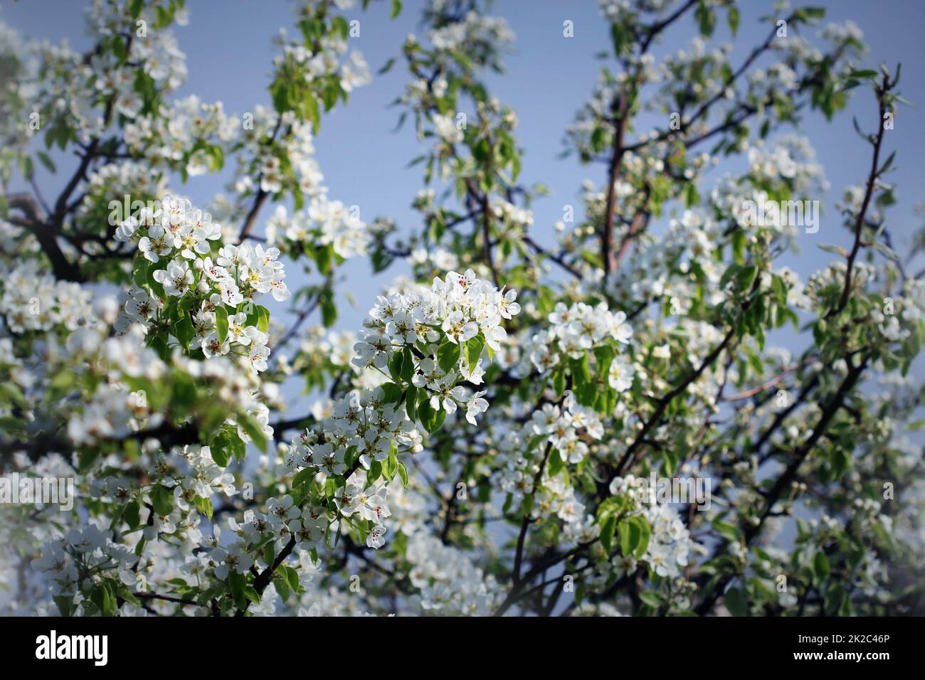Foto der schönen Pflaumenbaum blühen auf blauen Himmel. Abstrakte natürlichen Hintergrund im Frühling Stockfoto