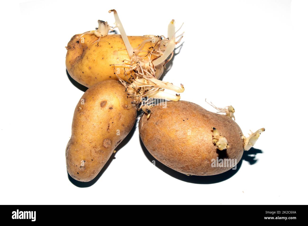 Wurzeln von Eye Potatoes auf weißem Hintergrund Stockfoto
