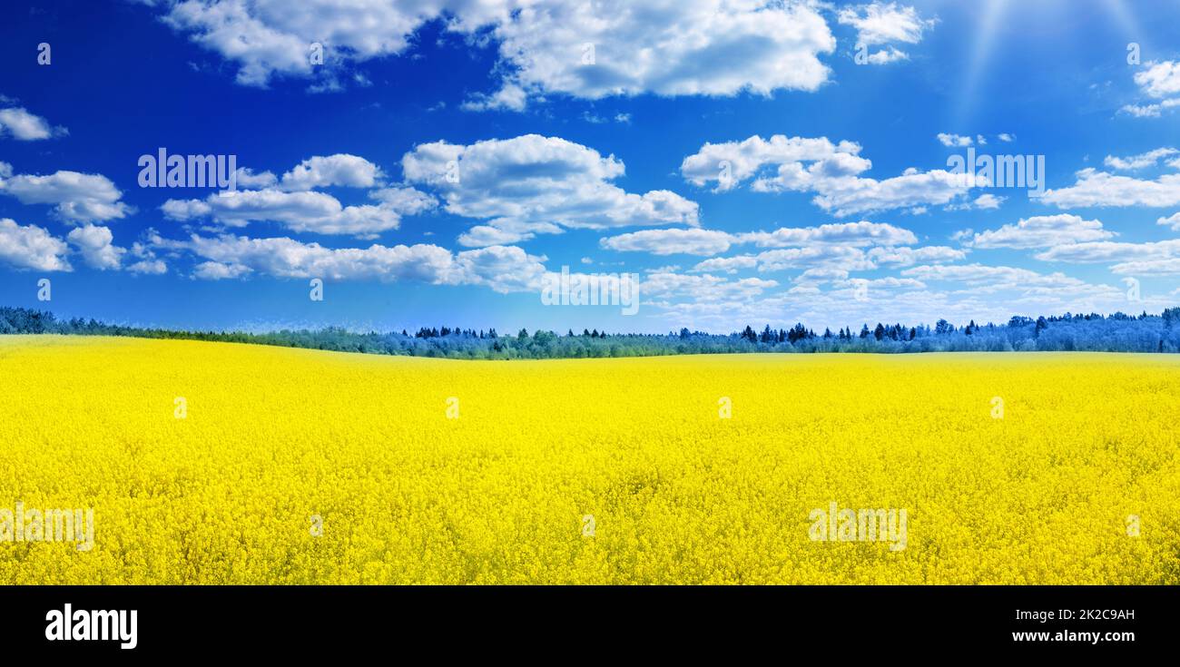 Gelbes Rapsfeld-Panorama mit schönem blauen Himmel wie die ukrainische Flagge. Stockfoto