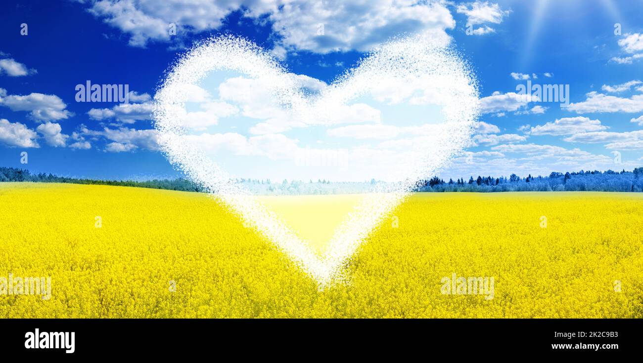 Gelbes Rapsfeld-Panorama mit schönem blauen Himmel wie die ukrainische Flagge. Stockfoto