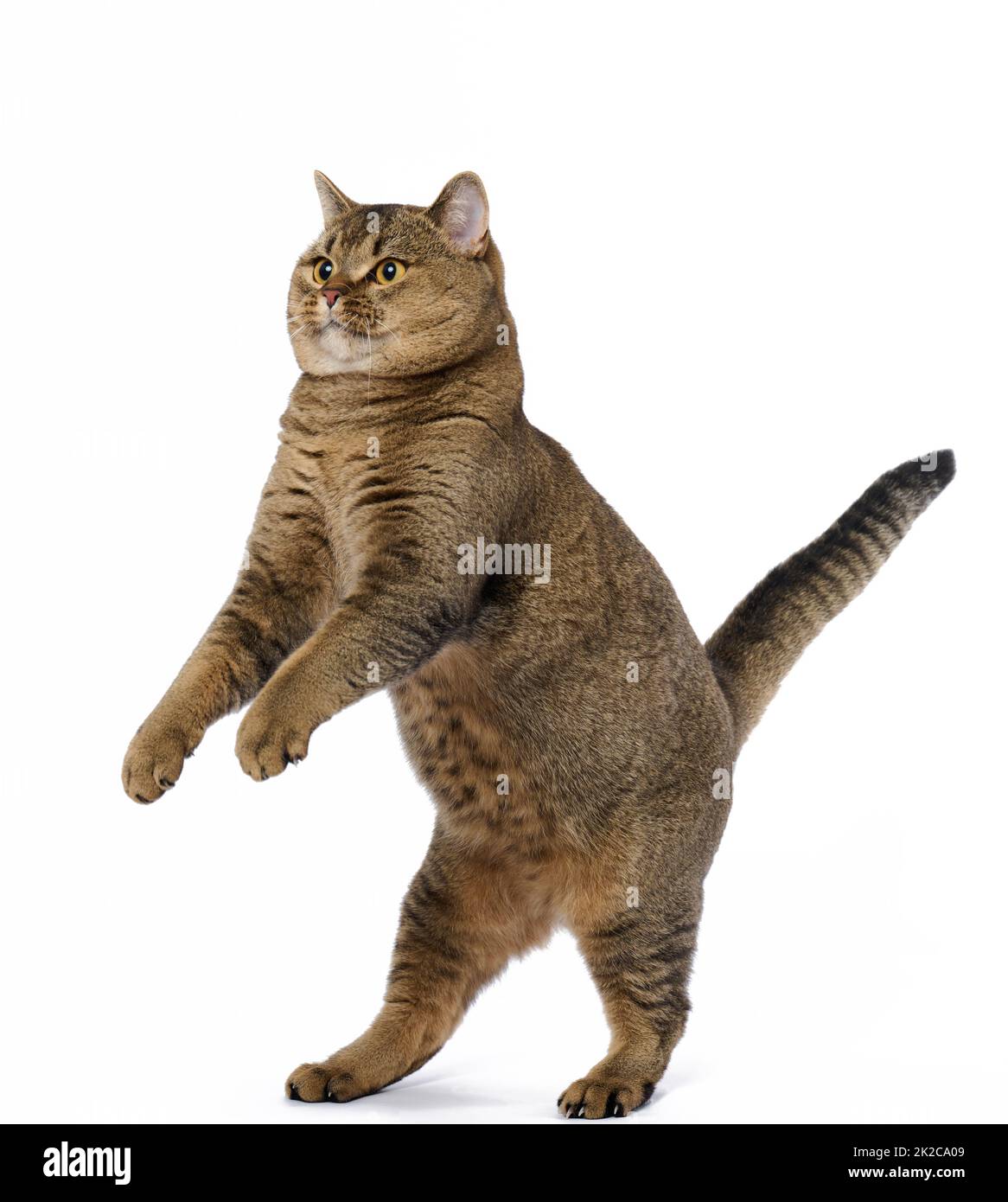 Erwachsene graue Katze Scottish Straight steht auf ihren Hinterbeinen und schaut nach oben. Verspieltes niedliches Tier Stockfoto