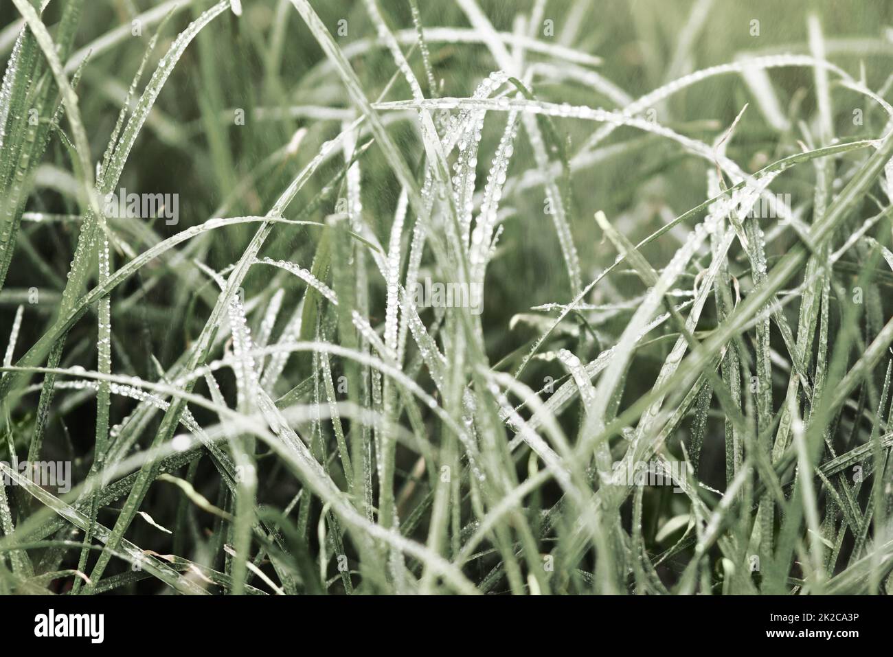 Lebensspendenden Regen. Kurzer Schuss nasser Pflanzen am Morgen. Stockfoto