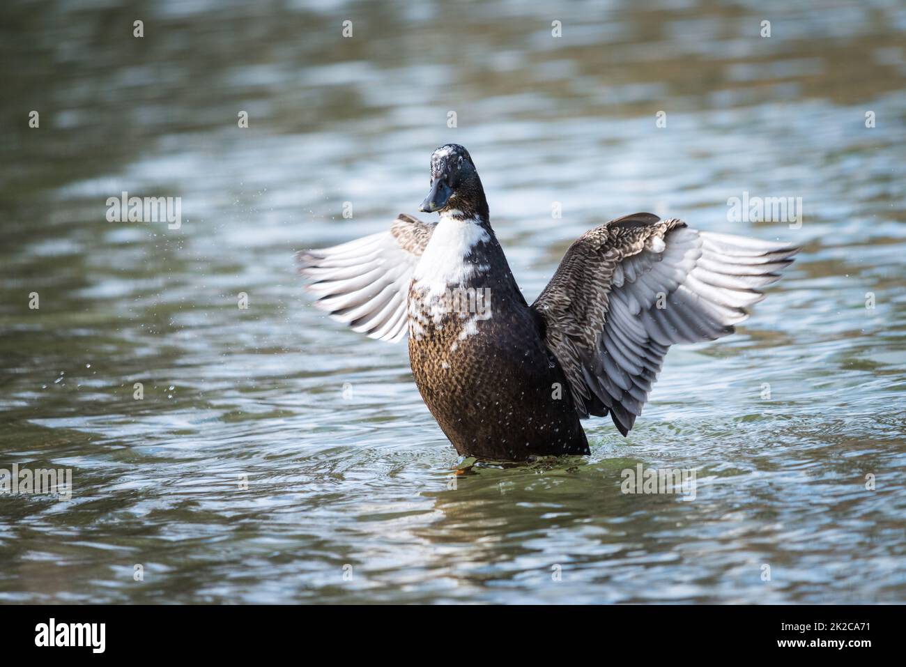 Wilde graue Ente, die im Wasser schwimmt. Eine männliche Zugentte, graubraun, breitet ihre Flügel aus Stockfoto