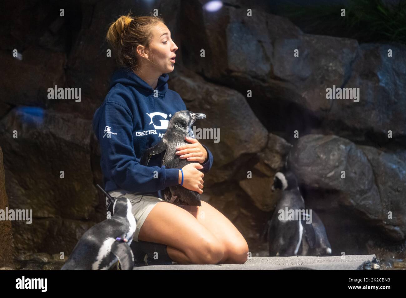 Aquarianer, der einen afrikanischen Pinguin (Spheniscus demersus) im Lebensraum „Cold Water Quest African Penguin“ im Georgia Aquarium in Atlanta, Georgia, hält. Stockfoto