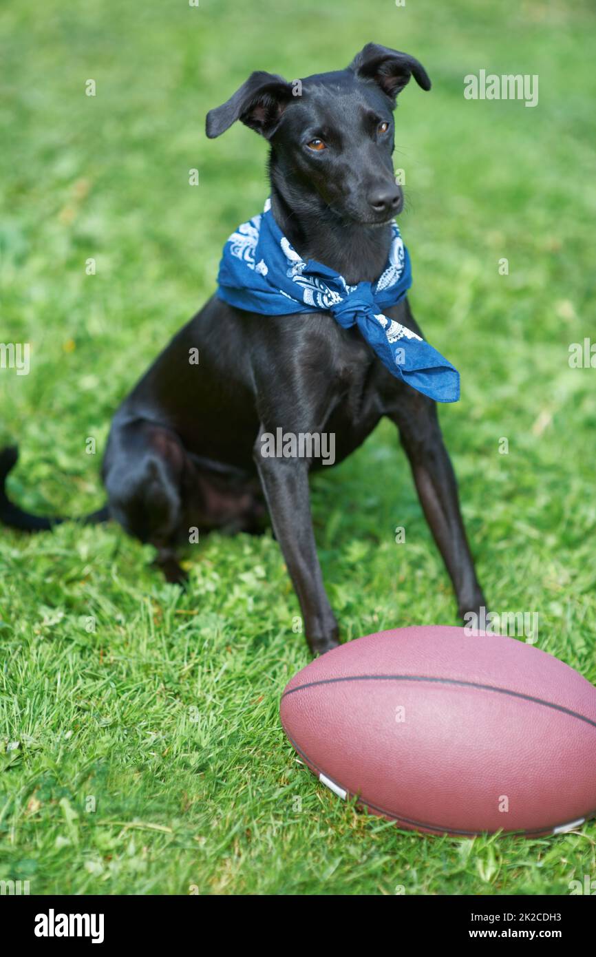 Ball. Ein schwarzer Hund sitzt in einem Garten mit einem Ball vor ihm. Stockfoto