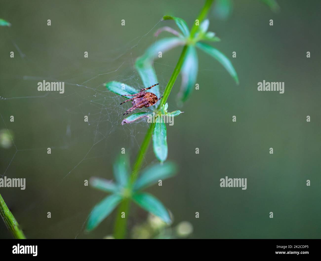 Nahaufnahme einer Kreuzspinne auf einer Pflanze. Stockfoto