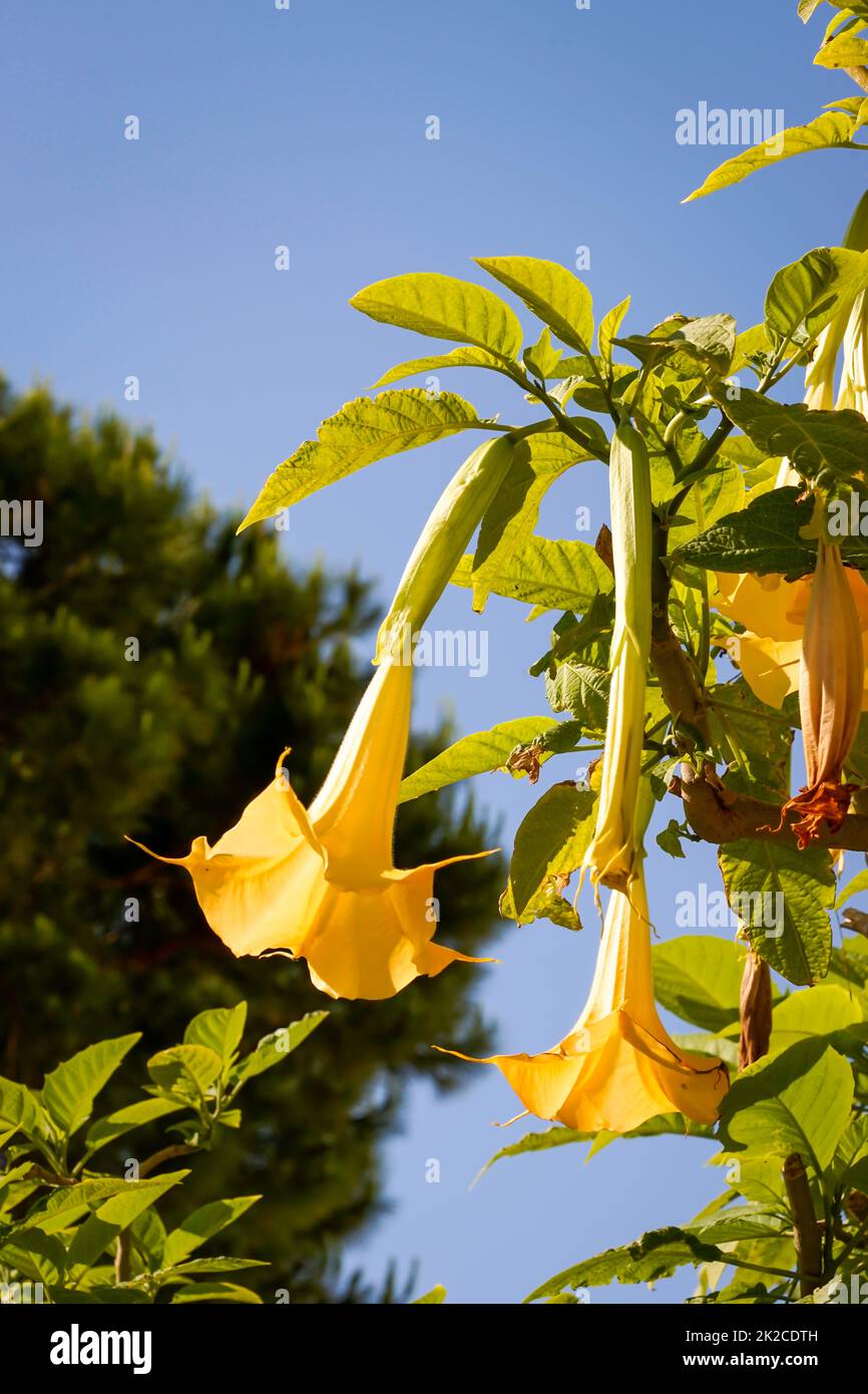 Die gelben Blumen einer Engelstrompete, diese Pflanze ist sehr giftig. Stockfoto