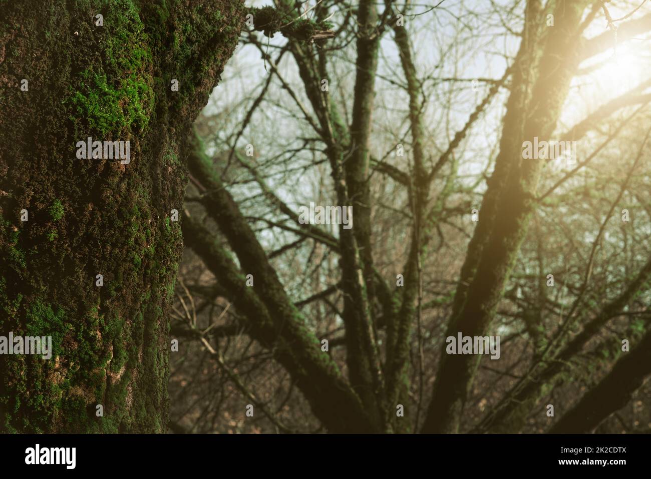 Selektiver Fokus grünes Moos auf einem Baumstamm im Wald. Baumstamm bedeckt mit grünem Moos auf unscharfen Hintergründen von Baumzweigen im Dschungel. Schönheit in der Natur. Naturtapete. Biologische Vielfalt in Wäldern. Stockfoto