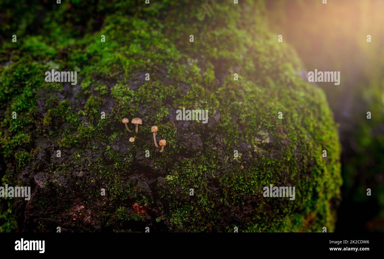 Kleinpilze, die im Wald auf grünem Moos wachsen. Selektiver Fokus auf wunderschönen grünen Moos-Hintergrund. Grünes Moos auf einem Baumstamm. Naturtapete. Nasses grünes Moos im Wald. Stockfoto