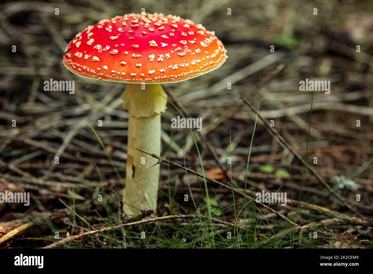 Agaric (Amanita muscaria) Pilz im Baum Schatten wachsenden Fliegen, kleinen trockenen Zweigen und Gras um. Stockfoto