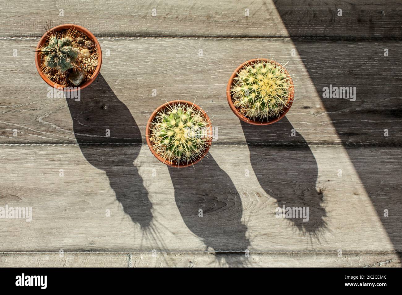Tischplatte, drei kleine Kaktus Töpfe auf grau Holz Schreibtisch, Morgen Sonne werfen lange Schatten. Stockfoto