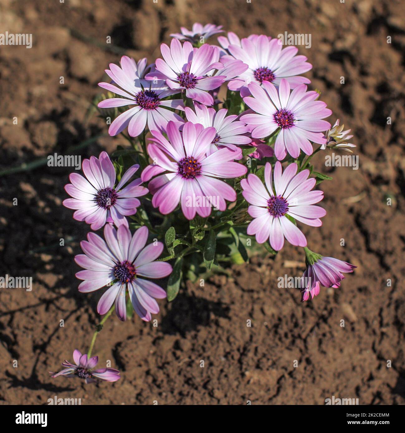 Bündel von rosa und violett Gerbera/Marguerite Daisy Blumen im Garten wächst. Ansicht von oben, nassen Boden um. Stockfoto