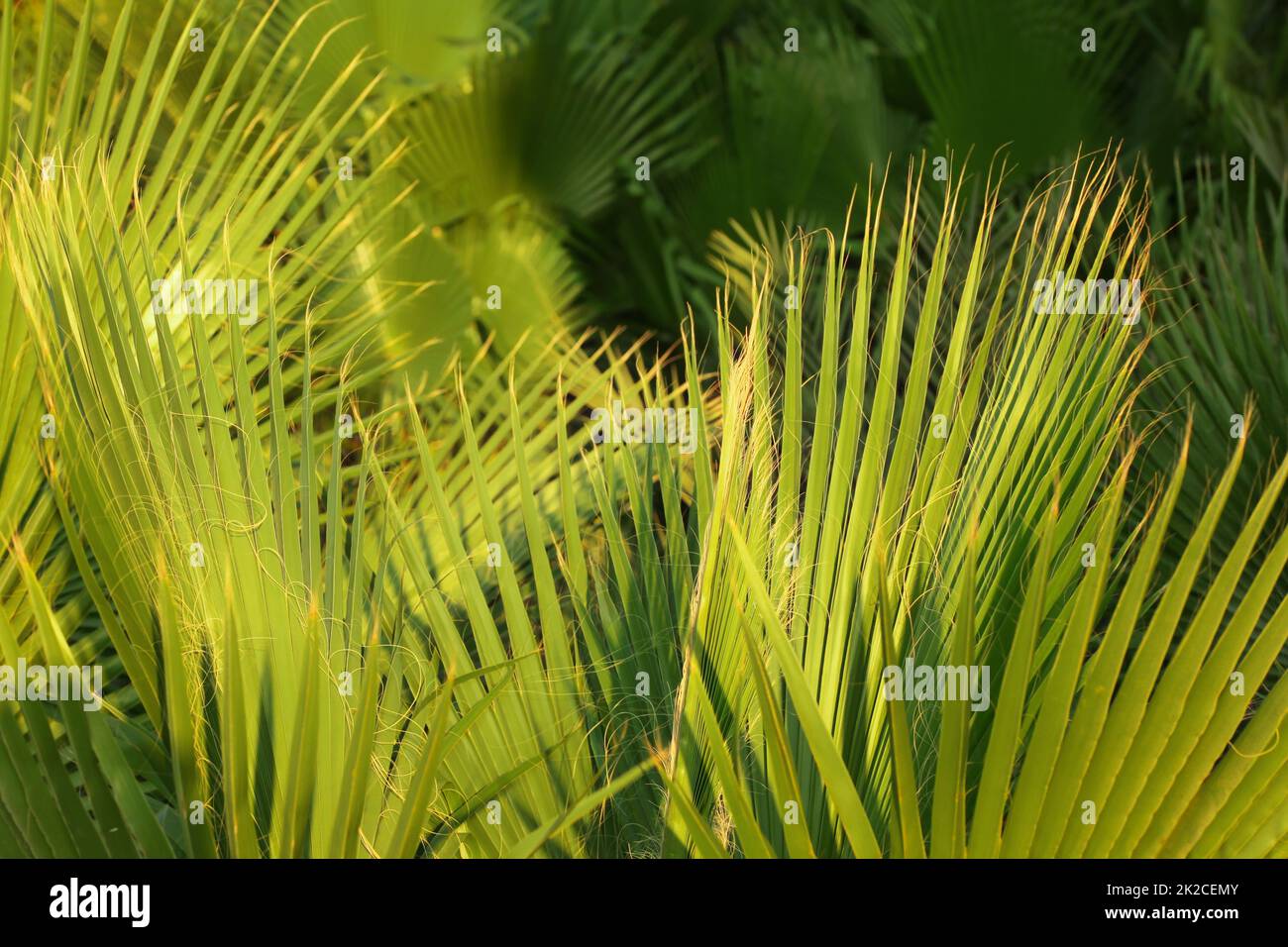 Green Palm Blätter beleuchtet durch die Nachmittagssonne. Abstrakte tropischen Hintergrund. Stockfoto