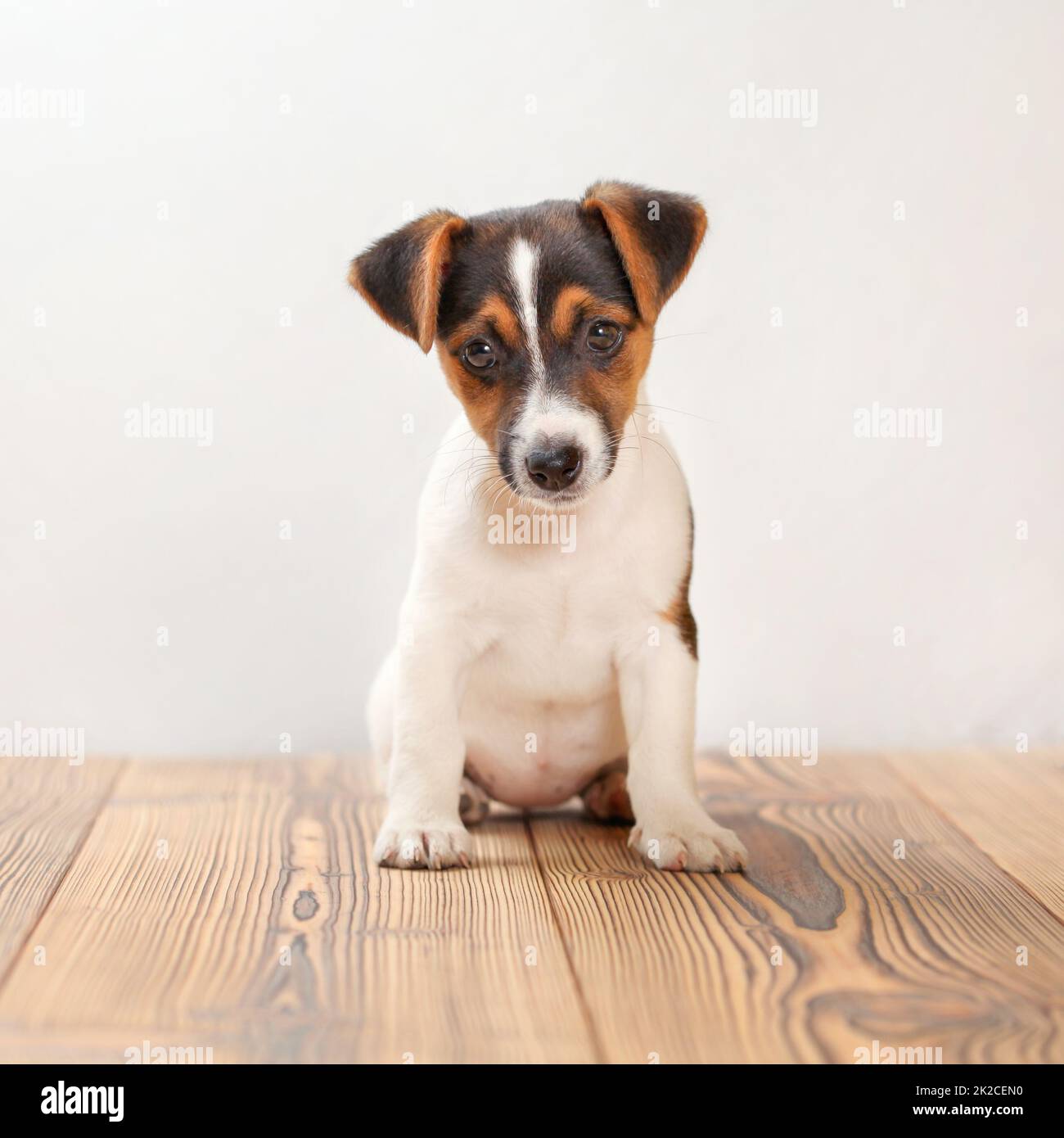 Drei Monate alten Jack Russell Terrier Welpen stehen auf Brettern, weißer Hintergrund, Studio gedreht. Stockfoto