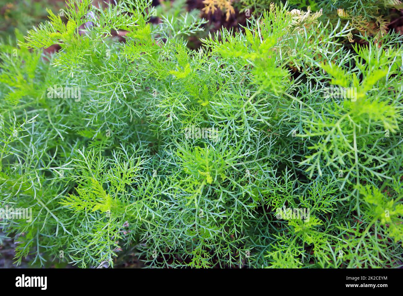 Wermut ist eine aromatische Pflanze aus dem Kräutergarten Stockfoto