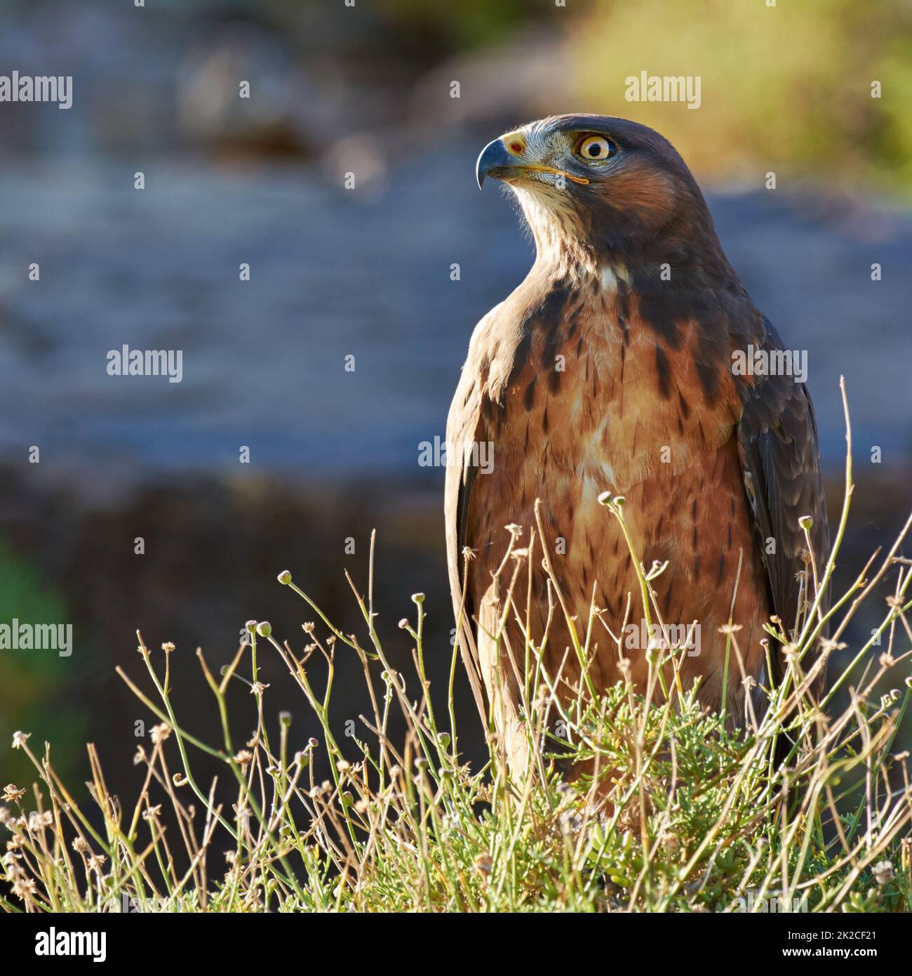 Ein Tierauge hat die Macht zu sprechen. Aufnahme eines majestätischen Greifvogels. Stockfoto