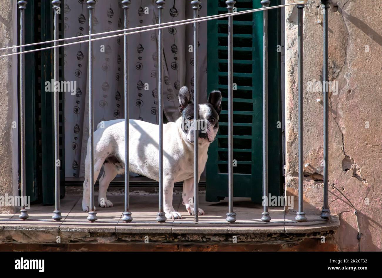 Weiße französische Bulldogge auf dem Balkon Stockfoto