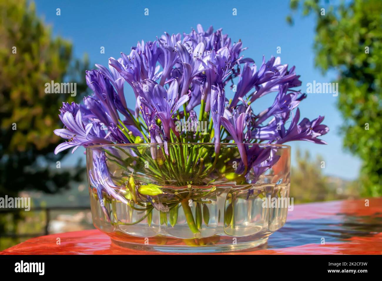 Blaue afrikanische Lilienblüten in einer Glasschale Stockfoto