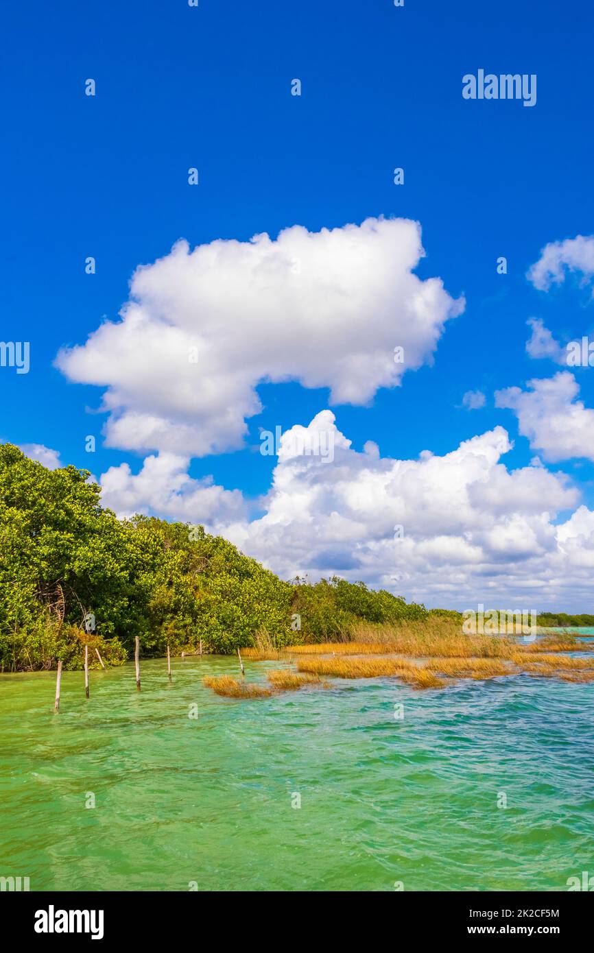 Muyil Lagoon Panoramablick Landschaft türkisfarbenes Wasser Mexiko. Stockfoto