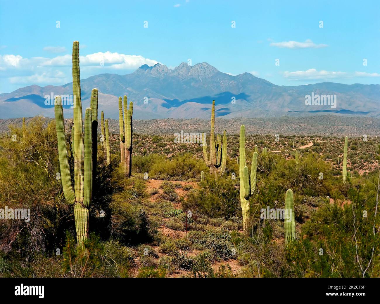 Wusury Mountain Park Arizona Stockfoto
