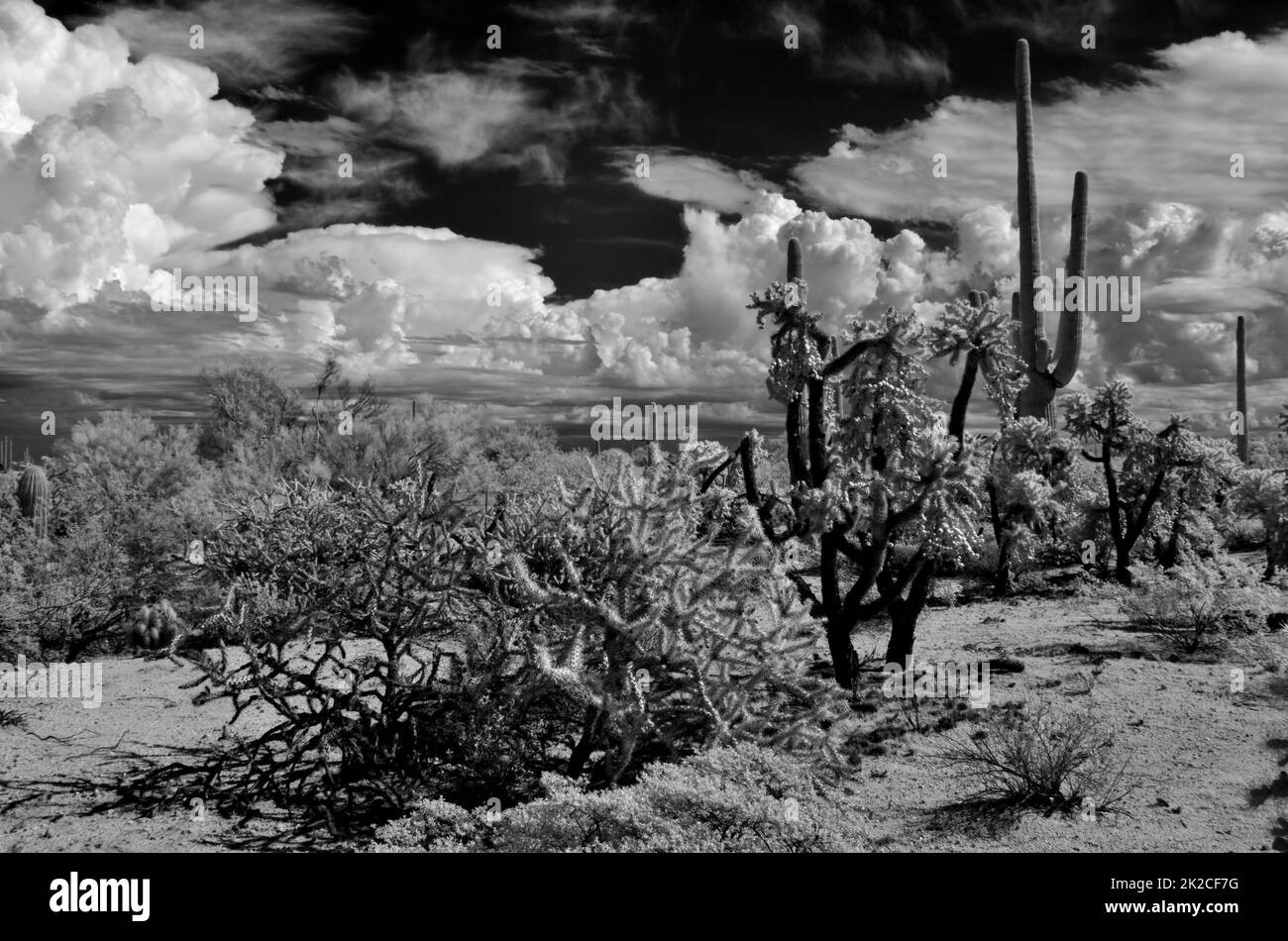 Infrarotbild Sonora Desert Arizona Stockfoto