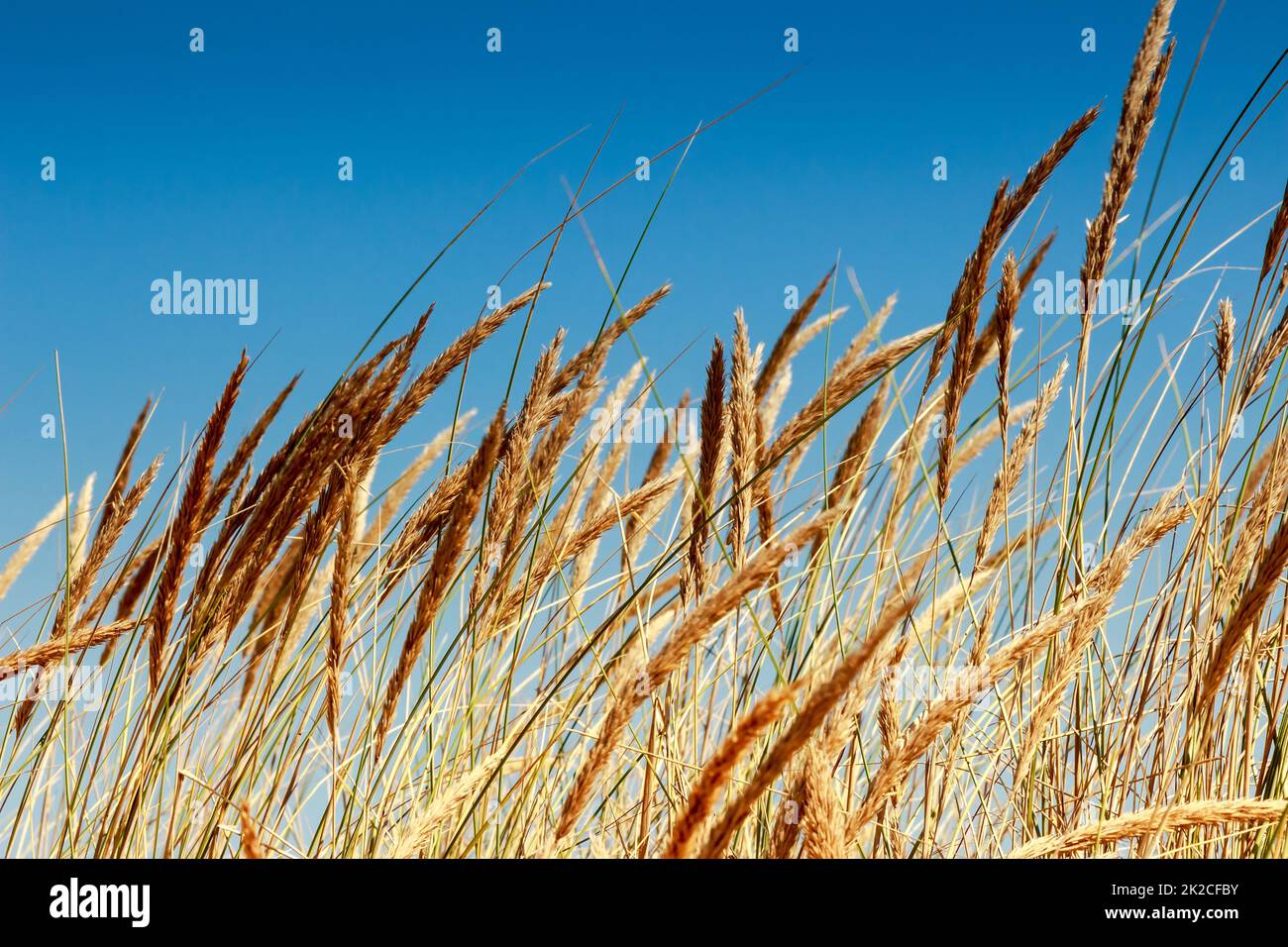 Wilde Pflanzen, die vom Wind bewegt werden. Stockfoto