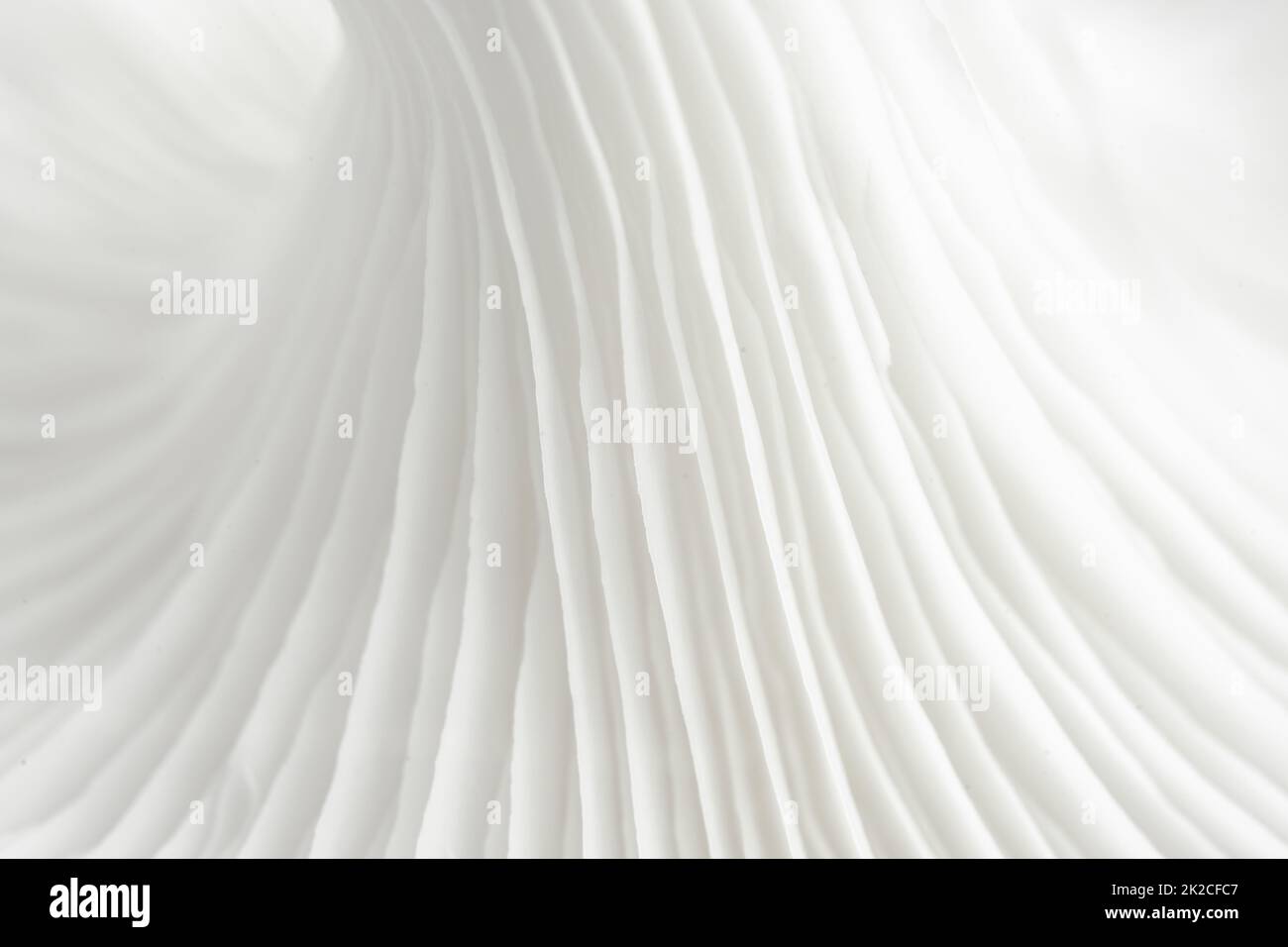 Abstraktes Hintergrundunschärfe-Makro von Austernpilz oder Pleurotus ostreatus-Pilz. Stockfoto