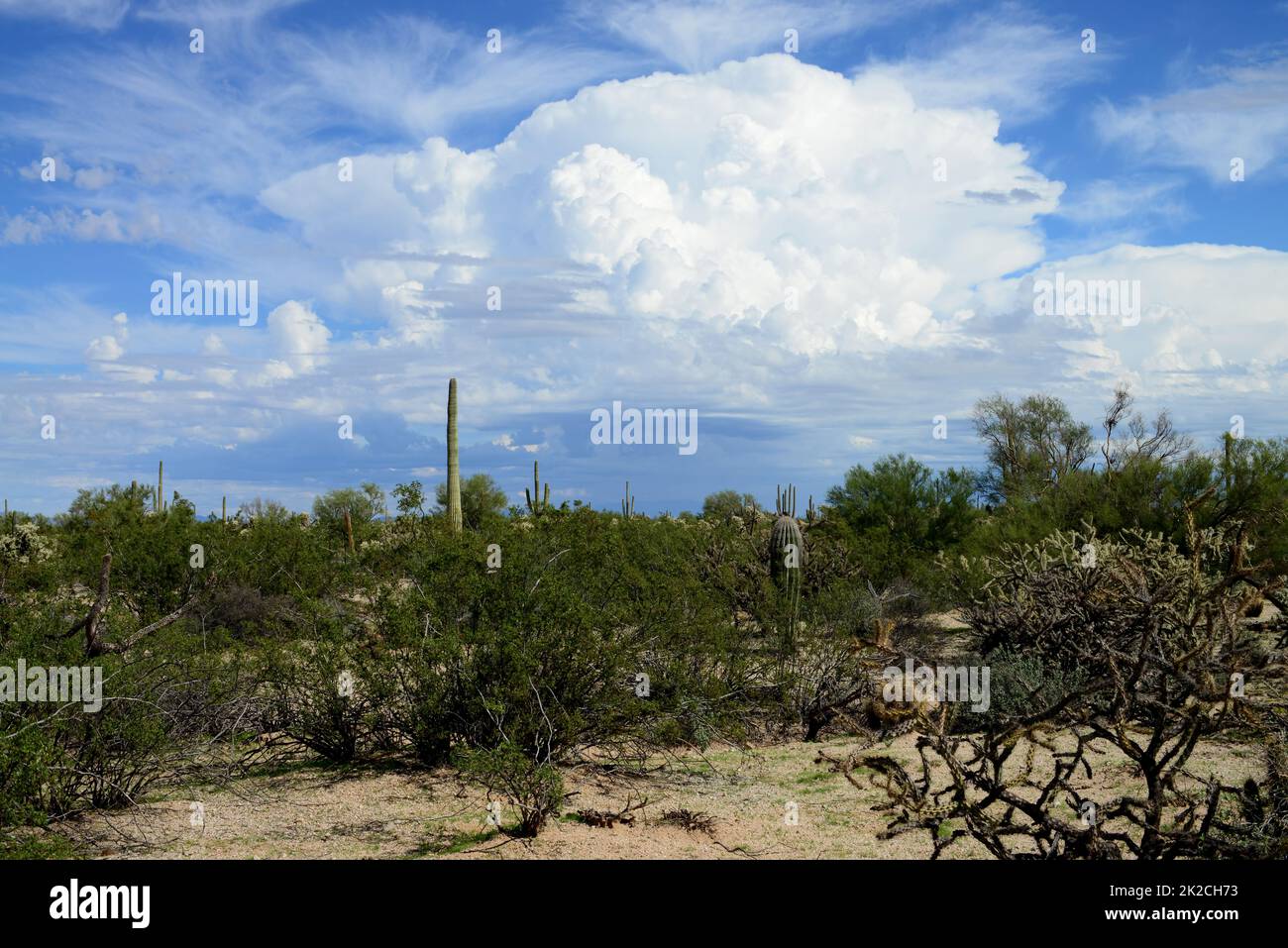 Sonora Wüste Arizona Stockfoto