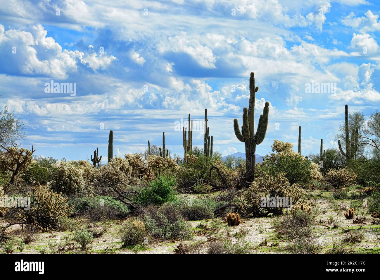 Sonora Wüste Arizona Stockfoto