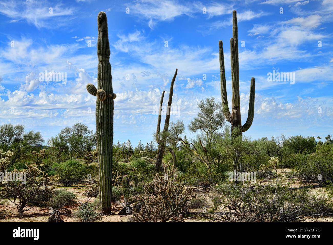 Saguaro Cactus cereus giganteus Sonora Desert Stockfoto