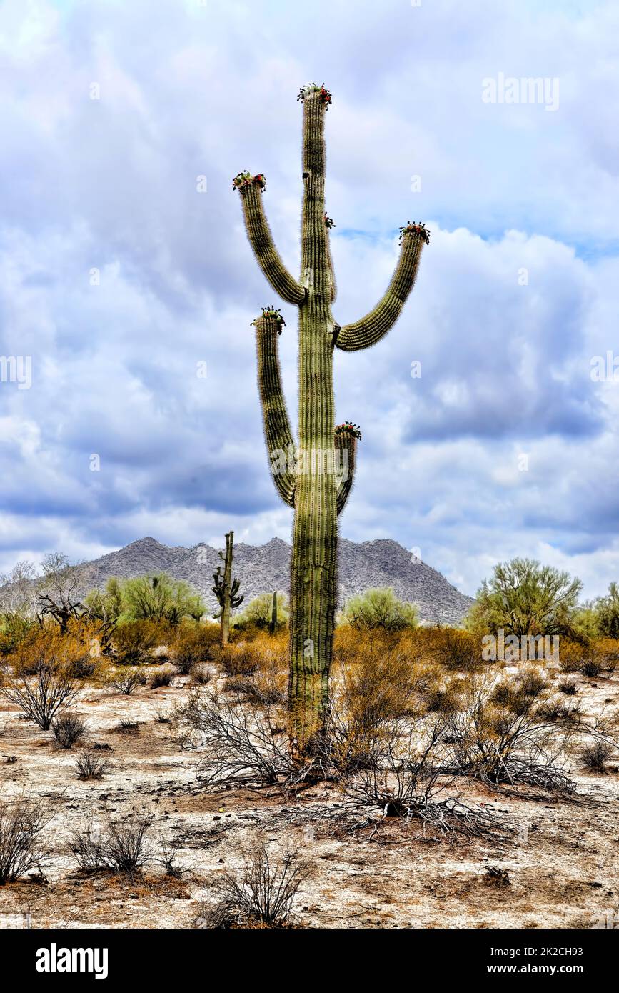 Saguaro Cactus cereus giganteus Stockfoto