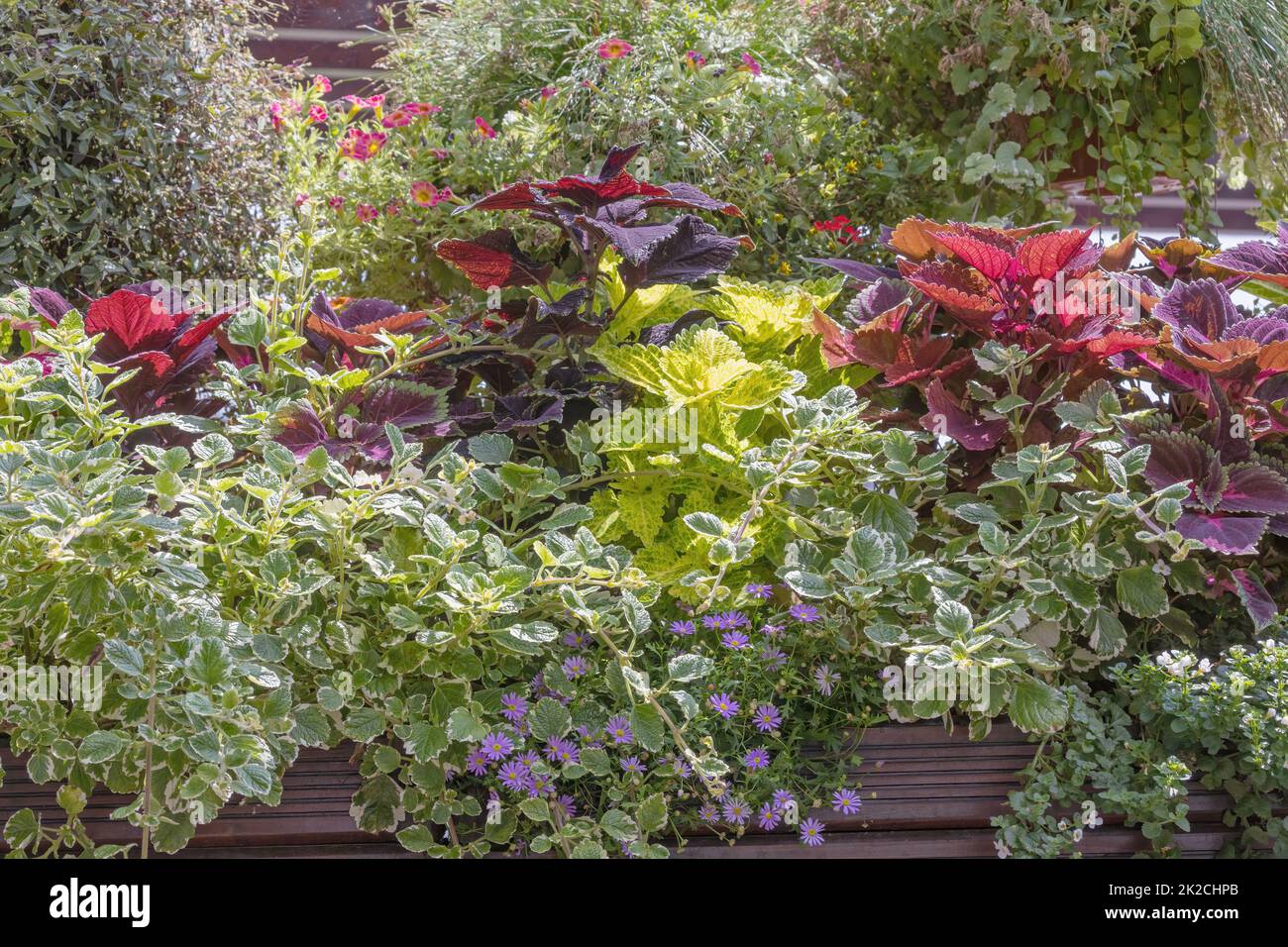 Verschiedene Arten von Coleus-Pflanzen bilden eine grüne Wand. Horizontal. Stockfoto