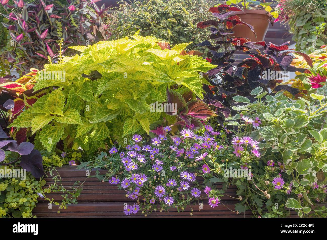 Coleus-Pflanze, die eine bunte Wand bildet. Horizontal. Stockfoto