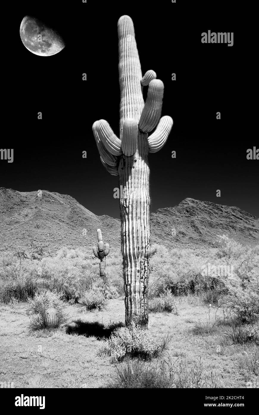 Infrarot Saguar Cactus Sonora Wüste Mondaufgang Stockfoto
