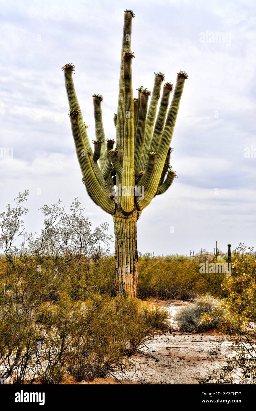 Saguaro Cactus Sonora Wüste Arizona San Tan Mountains Stockfoto