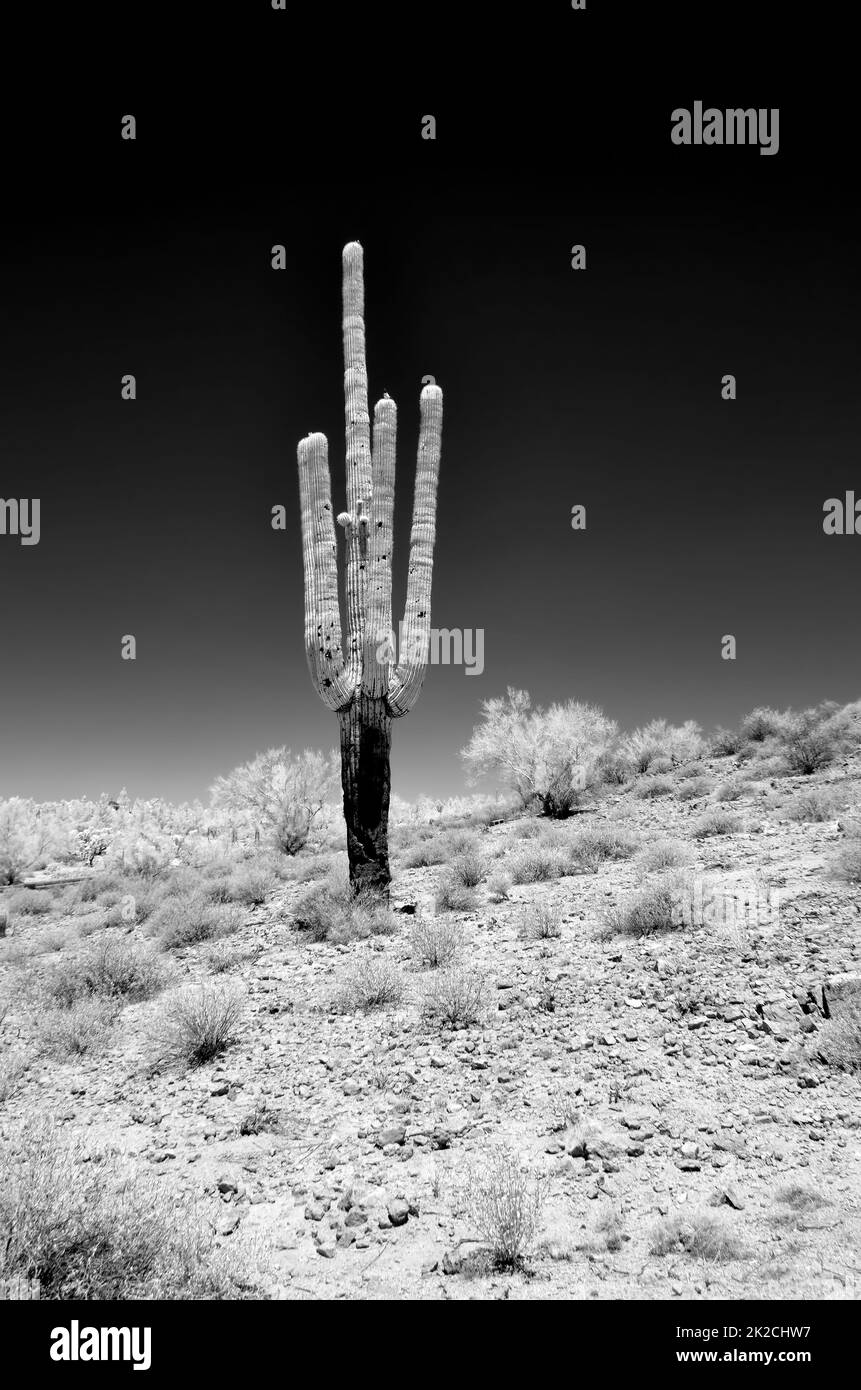 Saguaro Cactus cereus giganteus Infrarot Stockfoto