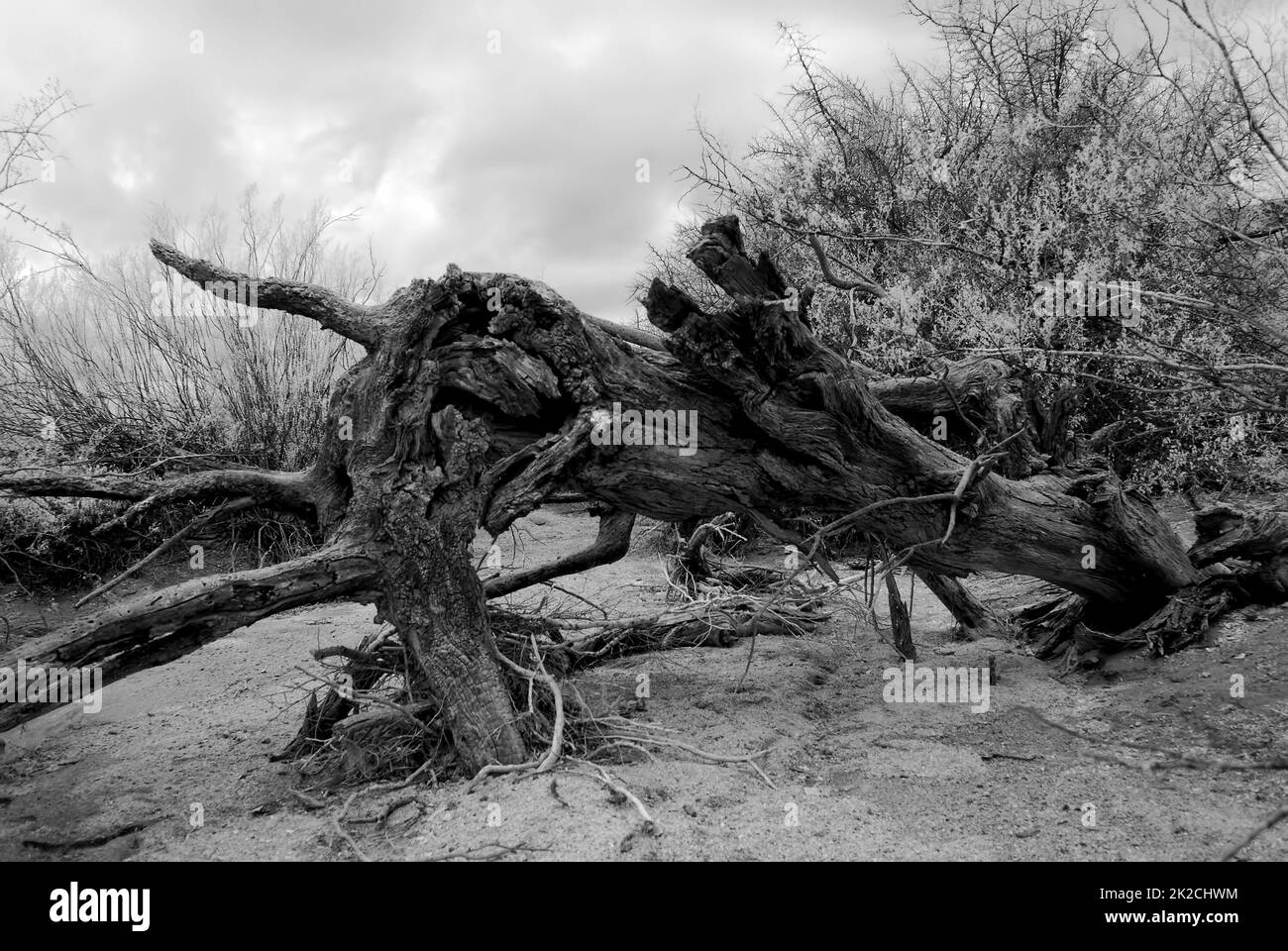 Infrarot Toter Baum in der Trockenwäsche Arizona USA Stockfoto