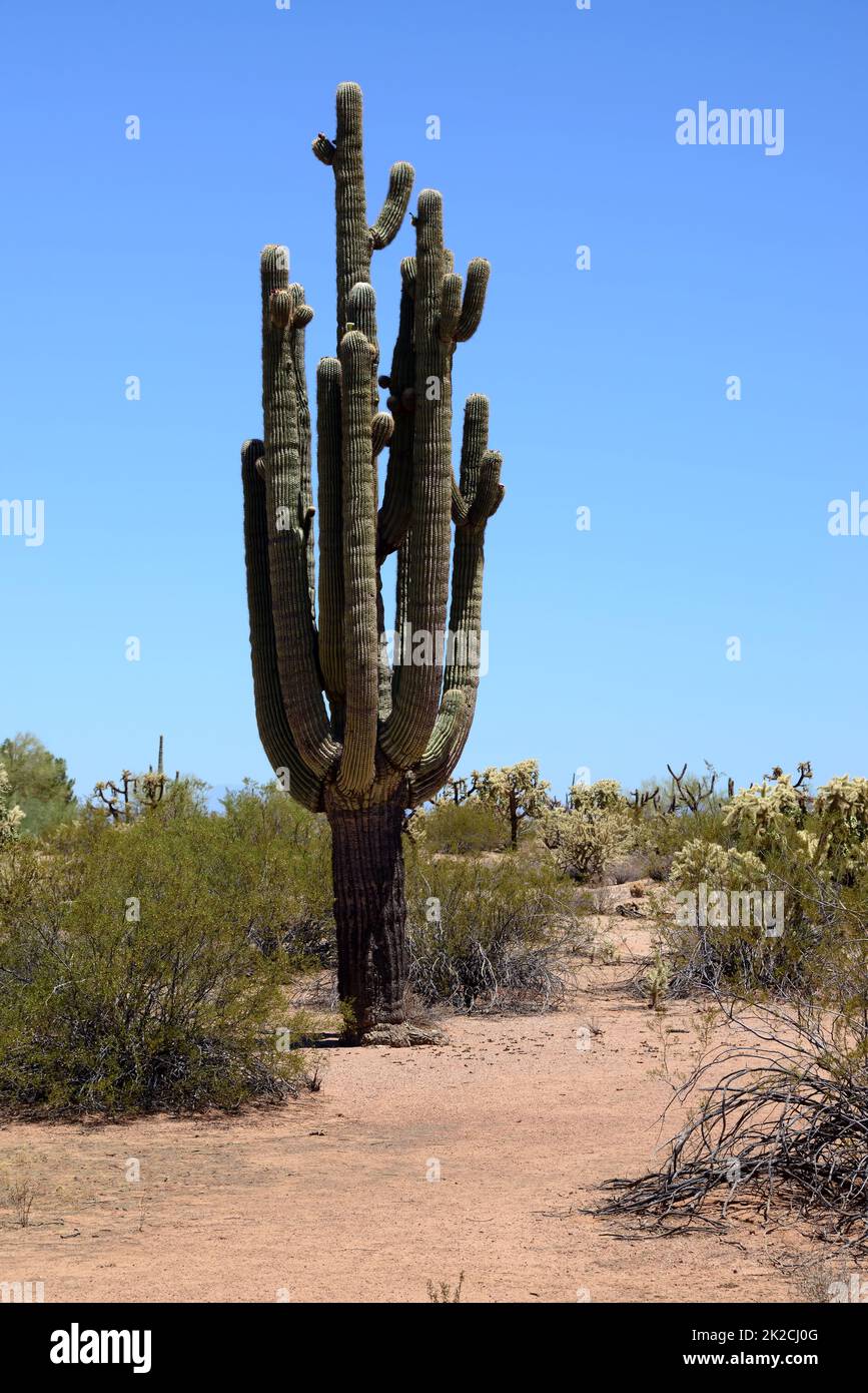 Saguaro Cactus cereus giganteus Stockfoto