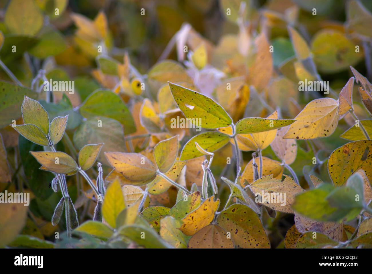 Nahaufnahme von reifen Sojabohnenpflanzen auf einem landwirtschaftlichen Feld Stockfoto