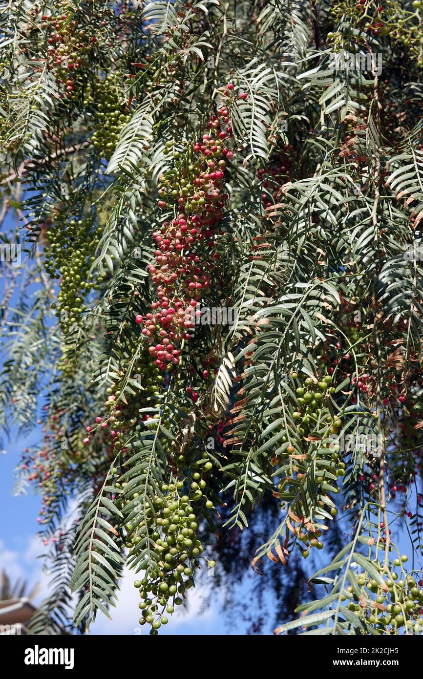 Peruanischer Pfefferbaum (Schinus molle) - Zweige mit FrÃ¼chten Stockfoto